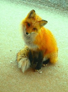 fox