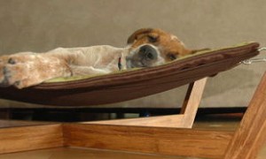 pet-decor-dog-hammock